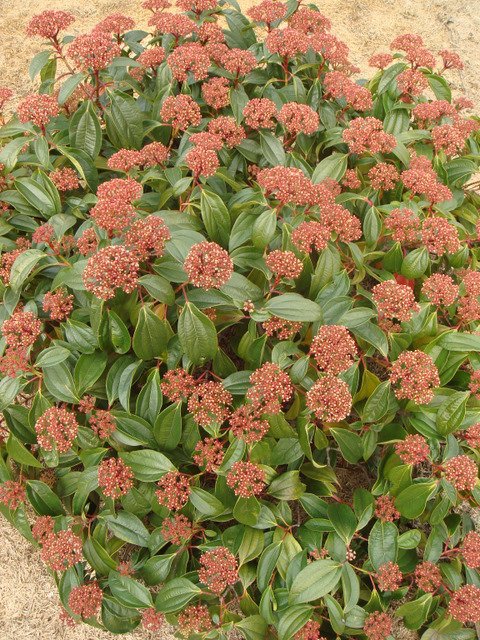 Viburnum cinnamomifolium